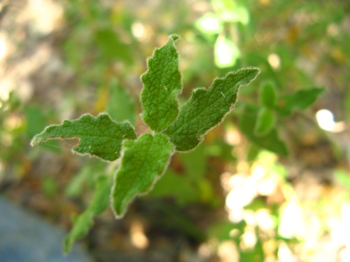 Cistus salvifolius / Cisto femmina